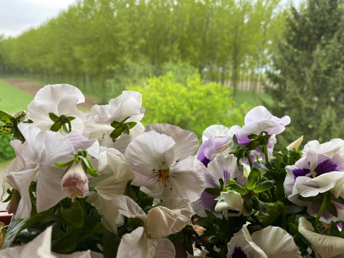 B&B Happiness In The Country Brescello Exteriér fotografie